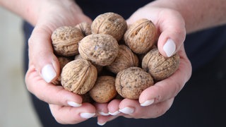Eine Hand voll Walnüsse: Kann die Nuss nach der Ernte gut trocknen, lässt sie sich lange lagern.