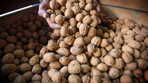 Walnüsse beim Lagern testen: Ein Mann lässt die Nüsse durch die Hand rieseln und prüft die Ernte nach dem Trocknen.