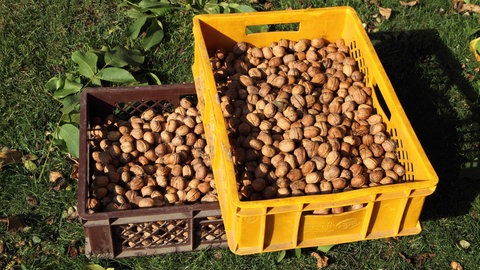Walnüsse trocknen nach der Ernte in Kisten: Die Herbstsonne trocknet die Nuss ab – das ermöglicht langes Lagern.