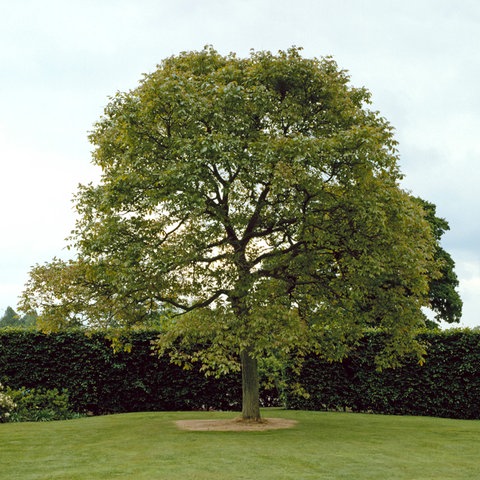 Ein prächtiger Nuss Baum im Garten: Wer die Ernte an Walnüssen aus dem eigenen Garten haben will, braucht viel Platz.