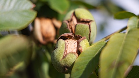 Eine Nuss am Baum noch in der aufgeplatzten grünen Schale: Walnüsse fallen ab dem Frühherbst vom Baum, dann ist Zeit für die Ernte.