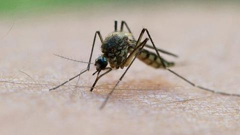 Stechmücke sitzt auf menschlicher Haut und sticht