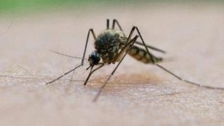 Stechmücke sitzt auf menschlicher Haut und sticht