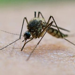 Stechmücke sitzt auf menschlicher Haut und sticht