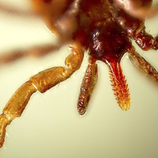 Nahaufnahme eines Zeckenkopfs. Zecken übertragen ein Virus, das FSME auslöst. Schutz bietet eine Impfung.
