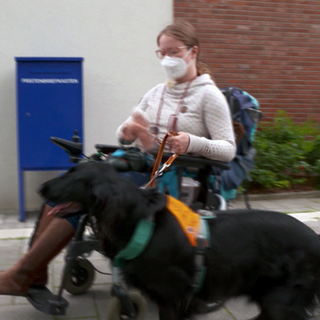 Australien Sheppard Baxter begeleitet Frauchen Lisa im Alltag.