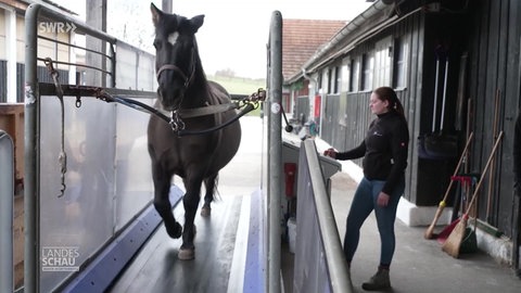 Pferde läuft auf einem Laufband mit Betreuerin nebendran