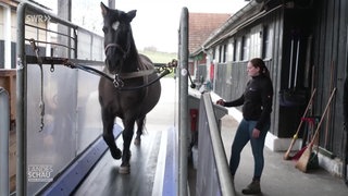 Pferde läuft auf einem Laufband mit Betreuerin nebendran