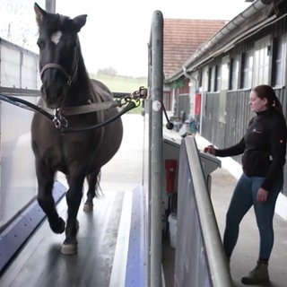 Pferde läuft auf einem Laufband mit Betreuerin nebendran