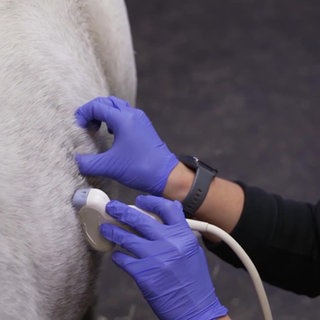 Eine Tierärztin führt eine Ultraschalluntersuchung bei einem Pony durch