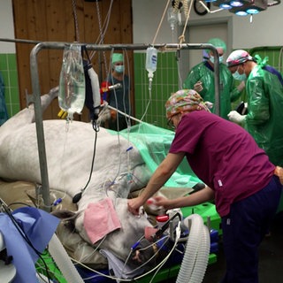 In der Pferdeklinik in Kirchheim liegt ein Pferd auf dem OP-Tisch und wird operiert.