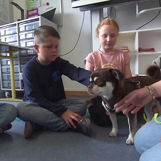 Hündin Hildegard ist von Kindern umringt und wird gestreichelt