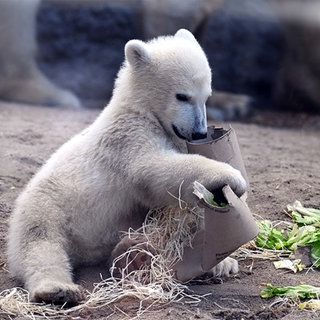 Eisbär-Baby Mika spielt mit Pappe im Karlsruher Zoo