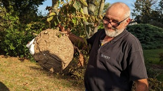 Asiatsiche Hornisse | Frank Steinacher: Der Kampf gegen die asiatische Hornisse fast verloren