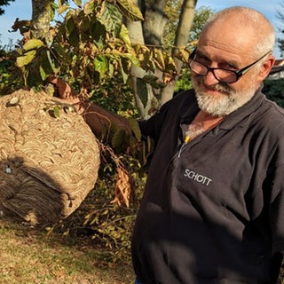 Asiatsiche Hornisse | Frank Steinacher: Der Kampf gegen die asiatische Hornisse fast verloren