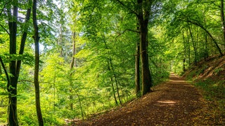 Waldweg bei Manderscheid | Knochen im Wald gefunden – Was muss ich tun?