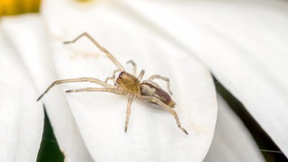 Eine Spinne krabbelt über ein Blütenblatt einer weißen Blume | Zoo-Direktor des Reptiliums Landau klärt auf: Das ist dran, an den Spinnen-Mythen