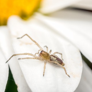 Eine Spinne krabbelt über ein Blütenblatt einer weißen Blume | Zoo-Direktor des Reptiliums Landau klärt auf: Das ist dran, an den Spinnen-Mythen