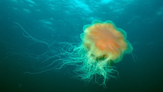 Gelbe Feuerqualle im Atlantik | Wo gibt es Quallen im Sommerurlaub?