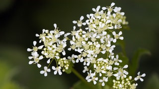 Blüten der Pfeilkresse | Warum das Wildkraut Pfeilkresse so gesund ist