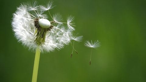 Löwenzahn als Pusteblume | Wildkraut mit gesunden Bitterstoffen: Löwenzahn