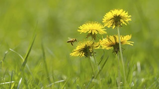 Löwenzahnblüten auf einer Wiese | Wildkraut mit gesunden Bitterstoffen: Löwenzahn