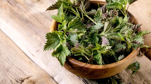 Brennnessel liegt in einer Holzschale | Wildkräuter: So gesund ist die Brennnessel
