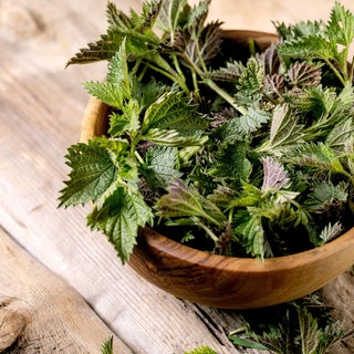Brennnessel liegt in einer Holzschale | Wildkräuter: So gesund ist die Brennnessel