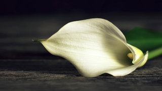 Eine Calla Lilie liegt auf dunklem Holz. Tod - Trauer - Sterben. Über den Tod, das Sterben und die Trauer wird viel zu wenig gesprochen. Deshalb tun wir es in SWR1 Baden-Württemberg! Ihr findet hier Infos zu Hospiz, Palliativmedizin, Bestattung und Trauerbegleitung.