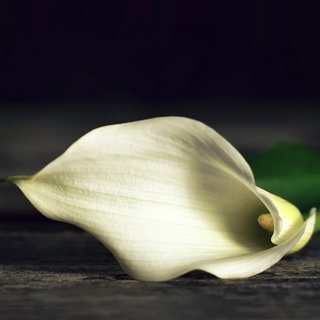 Eine Calla Lilie liegt auf dunklem Holz. Tod - Trauer - Sterben. Über den Tod, das Sterben und die Trauer wird viel zu wenig gesprochen. Deshalb tun wir es in SWR1 Baden-Württemberg! Ihr findet hier Infos zu Hospiz, Palliativmedizin, Bestattung und Trauerbegleitung.