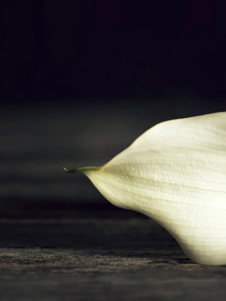 Eine Calla Lilie liegt auf dunklem Holz. Tod - Trauer - Sterben. Über den Tod, das Sterben und die Trauer wird viel zu wenig gesprochen. Deshalb tun wir es in SWR1 Baden-Württemberg! Ihr findet hier Infos zu Hospiz, Palliativmedizin, Bestattung und Trauerbegleitung.