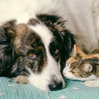 Hund und Katze liegen zusammen