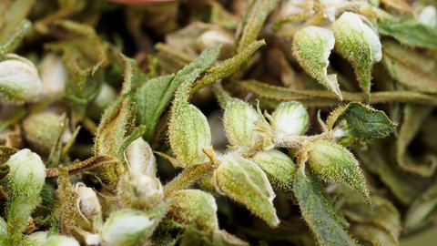 Blüte einer Hanfpflanze. Sie zeigt ein wichtiges Stadium beim selbst angebauten Cannabis.