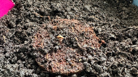 Der Stängel einer Cannabispflanze kommt durch die Erde, durch den Kompost. So beginnt das Wachstum beim Eigenanbau von Cannabis.