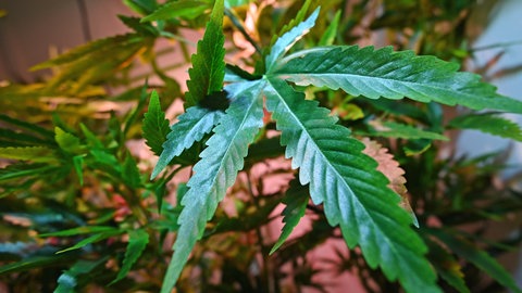 Eine Cannabispflanze in künstlichem Licht. So kann der Eigenanbau von Cannabis im Indoor-Bereich aussehen.