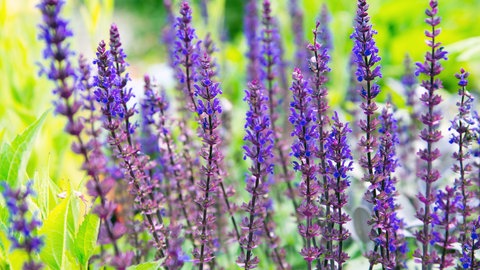 Lilafarbene Salbeipflanzen auf einer Wiese.