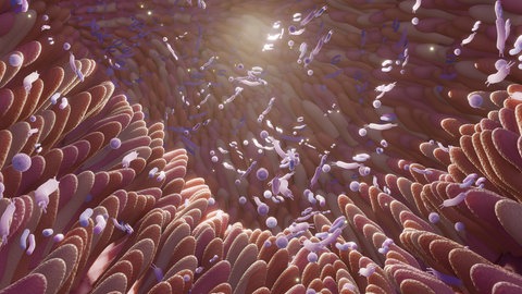 Bakterien im Darm. Gesunde Ernährung, gesundes Mikrobiom.