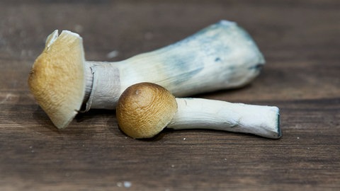 Zwei Pilze die das Psychedelika Psilocybin enthalten, auch bekannt als Magic Mushrooms, liegen auf einem Holztisch.