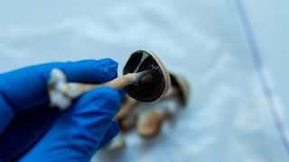 Eine Hand in einem blauen Handschuh, hält einen Pilz in dem Psilobycin enthalten ist. Dieser psychedelische Stoff tritt in den sogenannten Magic Mushrooms auf und wird als Mittel gegen Depressionen diskutiert.