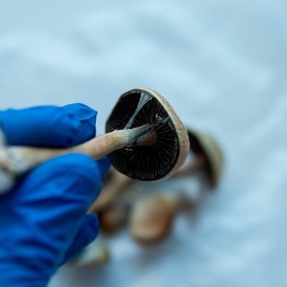 Eine Hand in einem blauen Handschuh, hält einen Pilz in dem Psilobycin enthalten ist. Dieser psychedelische Stoff tritt in den sogenannten Magic Mushrooms auf und wird als Mittel gegen Depressionen diskutiert.