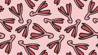 Illustration Klitoris. Die Gesamtform des Organs war lange unbekannt. Ein erstes 3D-Modell der Nervenbahnen haben nun Forschende erstellt.