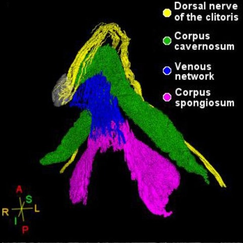 Dieses 3D-Modell kartiert die Nerven der Klitoris mit Schwellkörpern (grün und rosa), Venengeflecht (blau) und dem Hauptnerv (gelb). 