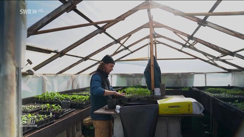 Robin Strellen topft Tomaten im Gewächshaus um