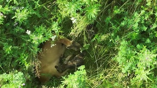 Rehkitze, Mähdrescher und ein mitfühlender Jäger