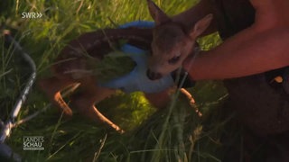 Rehkitze vor Mähmaschinen retten