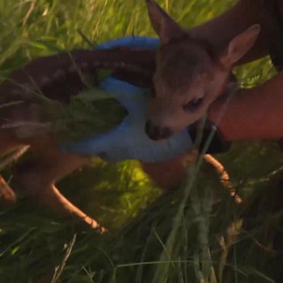 Rehkitze vor Mähmaschinen retten