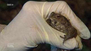 Ein Mann hält eine Kröte in der Hand