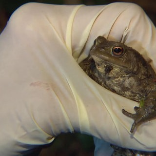 Ein Mann hält eine Kröte in der Hand