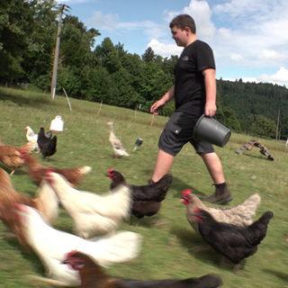 Junge füttert Hühner