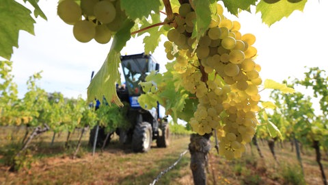 Warum Traubendiebstahl bei Winzern in Rheinhessen so häufig ist